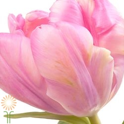 wholesale flowers | tulips Parrot light pink