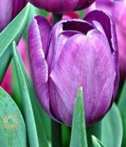 Purple Greenhouse Tulips