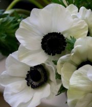 White Anemones (Dark Centers)