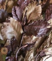Dried Brown Copper Beech