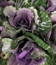 Purple And Green Cabbage Rosettes