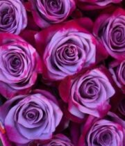 Purple Deep Purple Roses