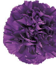 Purple Moonshade Carnations