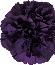 Plum/Black Moonvista Carnations