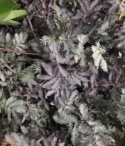 Purple Feather Acacia