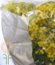 Yellow Mimosa Acacia (bagged)