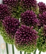Purple Bullit Allium