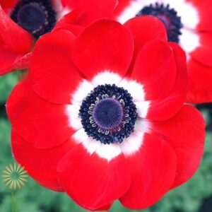 anemone-red