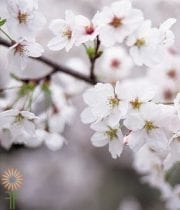White Flowering Cherry Branches