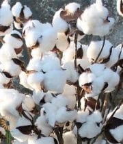 Dried Cotton Branches