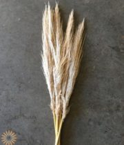 Dried Pampas Grass