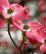 Pink Flowering Dogwood Branches
