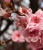 Pink Flowering Plum Branches