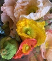 Assorted Color Icelandic Poppies