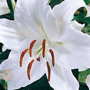 24x Wholesale Job Lot Velvet Flower Cream White Easter Lily Stems with Buds 62cm 