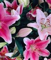 Wholesale Flowers | Oriental Lily-assortment Pink