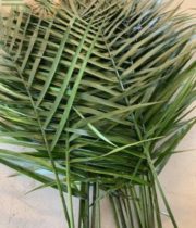 4 pezzi essiccati Palm fogli essiccati palme scomparti bohemica Getro f3t6 