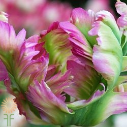 wholesale flowers | tulips Parrot green wave