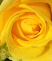 Yellow Penny Lane Roses