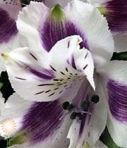 Purple And White Alstroemeria