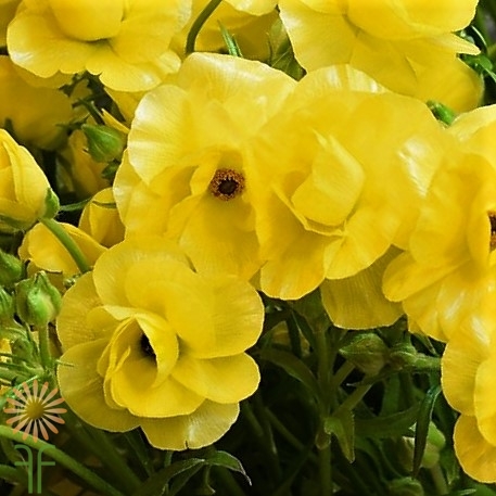 wholesale flowers | ranunculus butterfly yellow