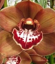 Wholesale Flowers | Orchid- Cymbidium Chocolate