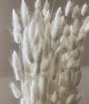 Dried Bleached Bunny Tail Grass