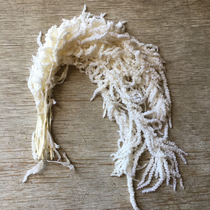 Dried Bleached Hanging Amaranthus