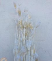 Dried Bleached Fennel Flower