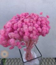Dried Pink Helichrysum