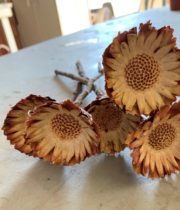 Dried Protea Pods