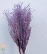 Dried Lavender Eulalia Aurea