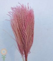 Dried Light Pink Eulalia Aurea