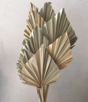 Dried Natural Fan Palm Spears