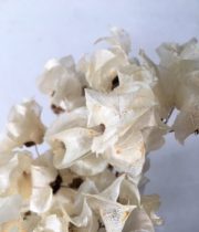 Dried Bleached Bougainvillea