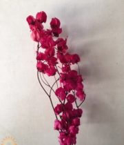 Dried Hot Pink Bougainvillea