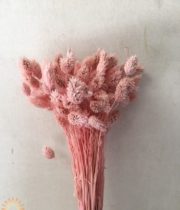 Dried Light Pink Phalaris