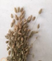 Dried Natural Bunny Tail Grass