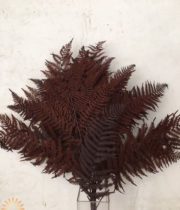 Dried Brown Leather Leaf