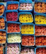 Premium Ecuadorian Roses (free Shipping)