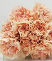 Peach Specialty Apple Tea Carnations