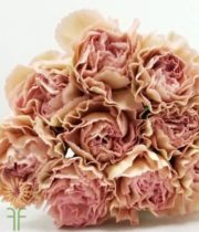 Blush Champagne Specialty Creola Carnations