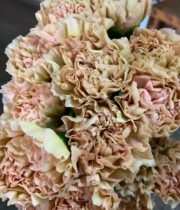 Beige Specialty Lege Marrone Carnations