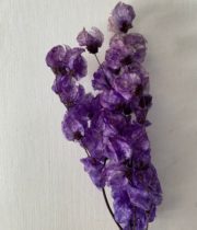 Dried Lavender Bougainvillea