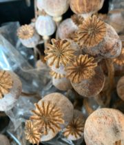 Dried Poppy Pods