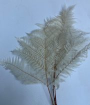 Dried Bleached Leather Leaf