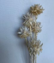 Dried Bleached Plumosum Leucadendron