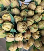 Belle Epoque Double Tulips