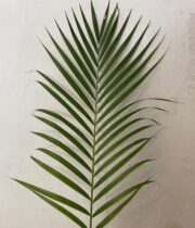 Areca Palm Leaves