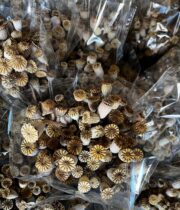 Dried Mini Poppy Pods
